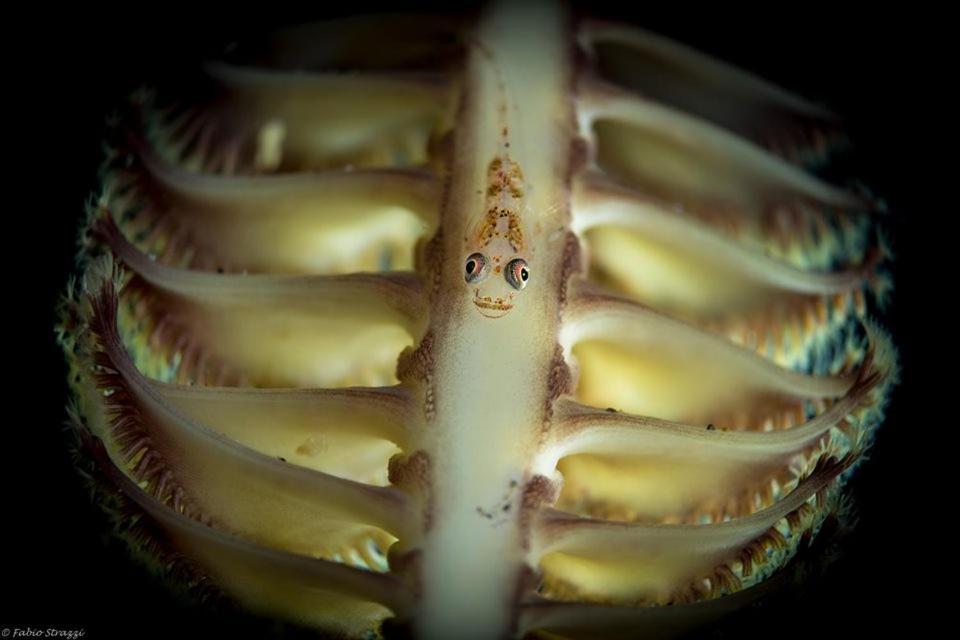 Casa Escondida Anilao Resort And Dive Center Mabini  Zewnętrze zdjęcie