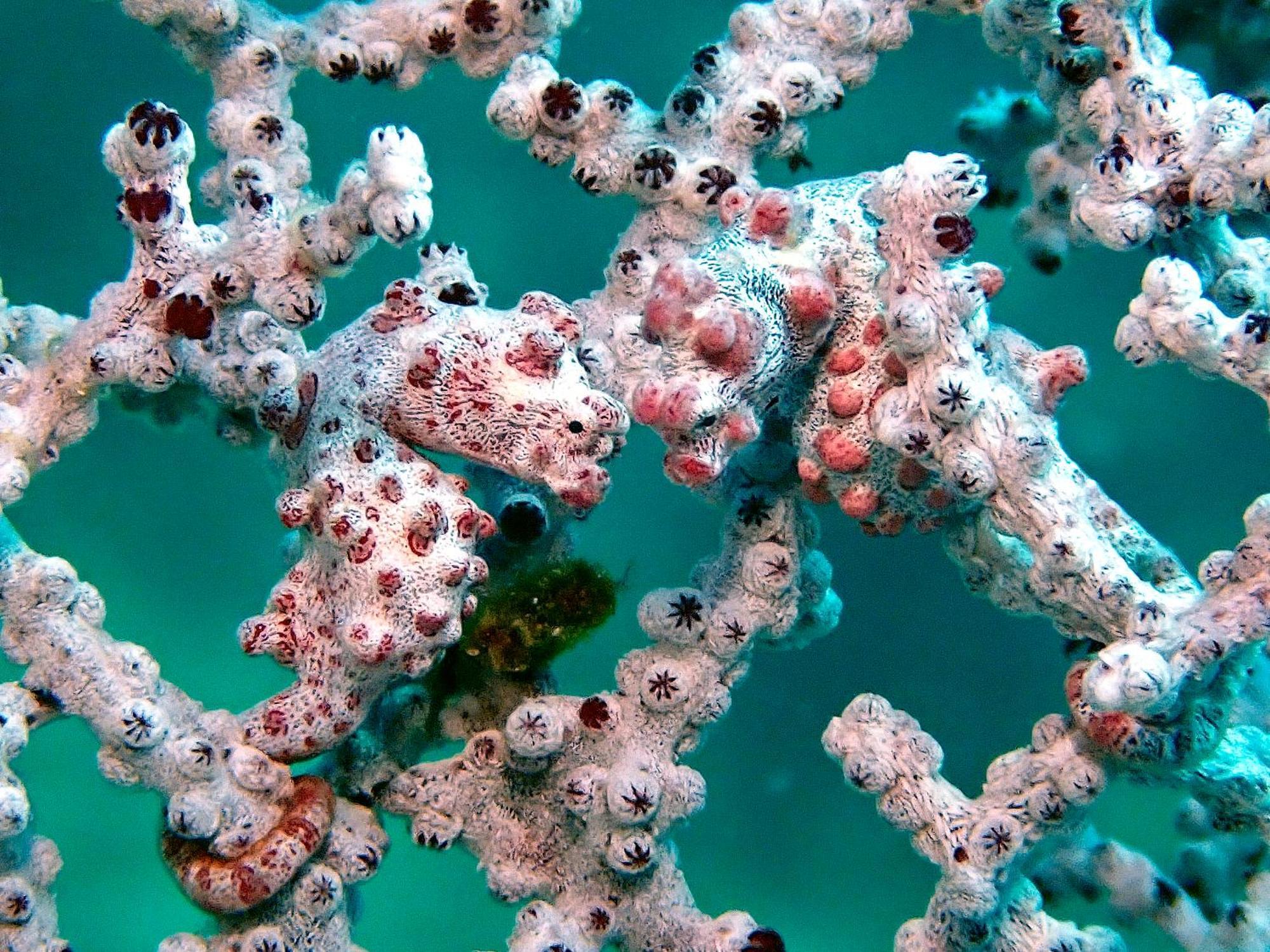 Casa Escondida Anilao Resort And Dive Center Mabini  Zewnętrze zdjęcie