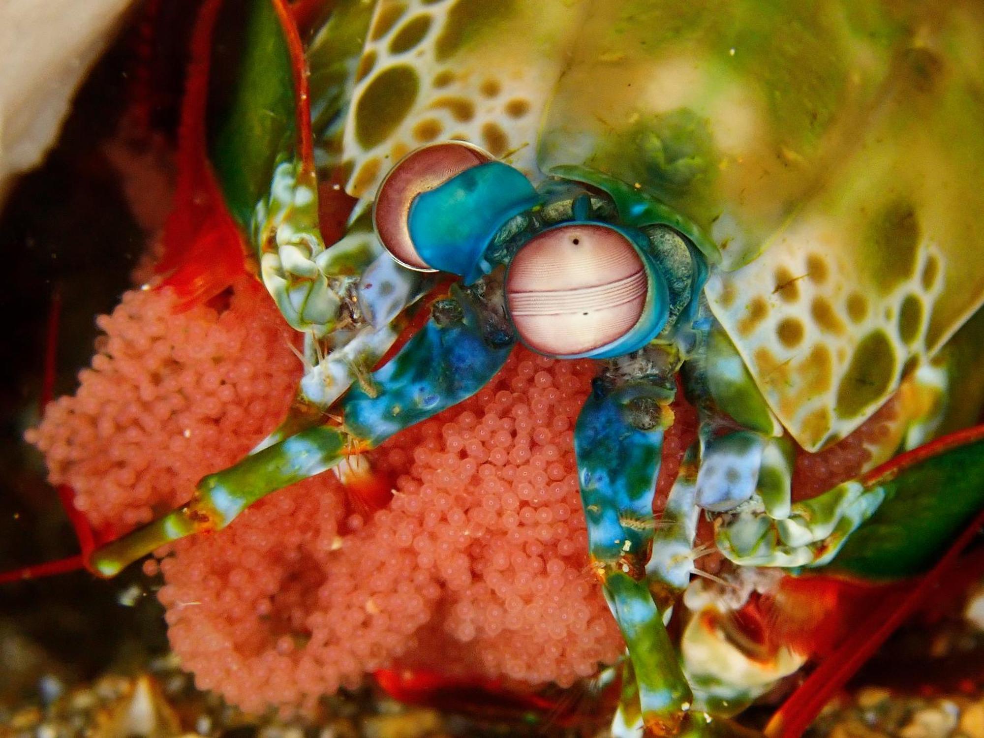 Casa Escondida Anilao Resort And Dive Center Mabini  Zewnętrze zdjęcie
