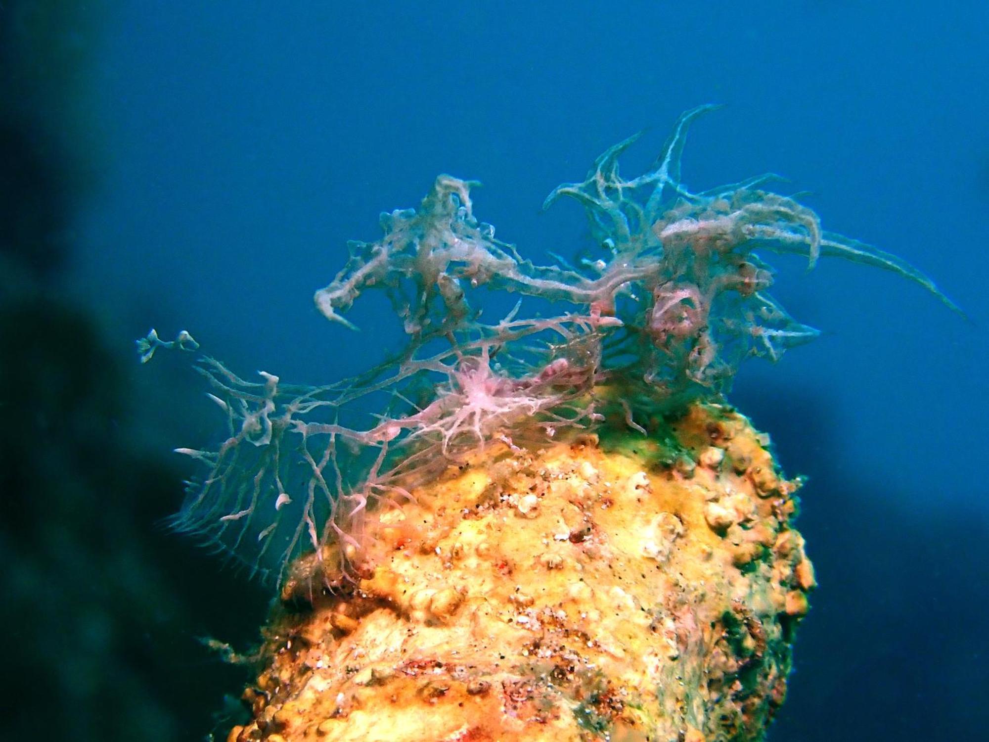 Casa Escondida Anilao Resort And Dive Center Mabini  Zewnętrze zdjęcie